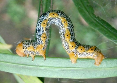 キオビエダシャクの幼虫の写真