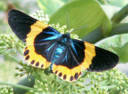 キオビエダシャクの成虫の写真