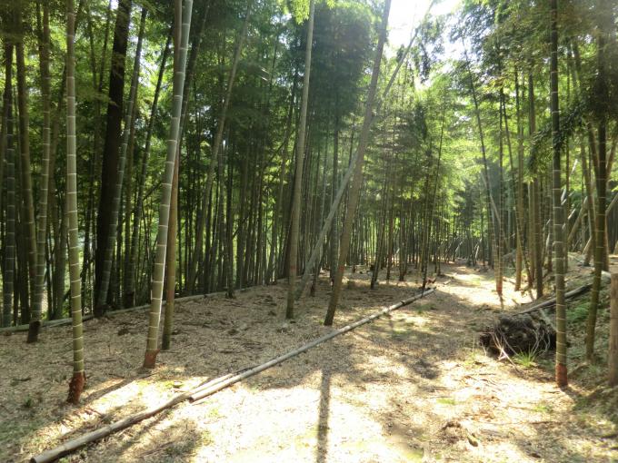 整備された竹林の写真