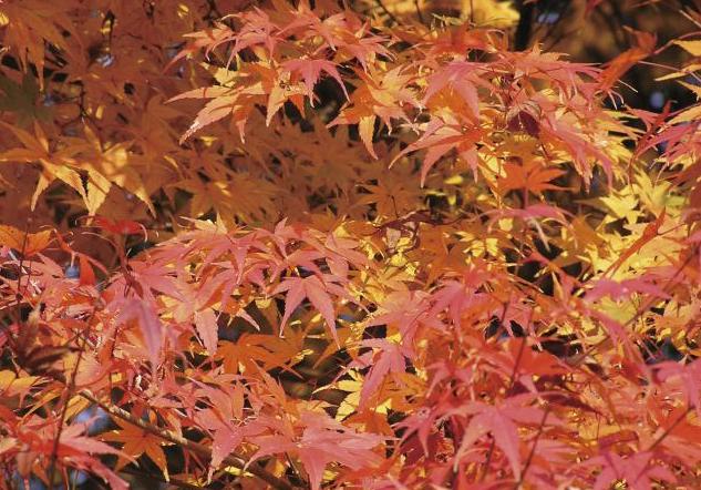 紅葉したモミジの葉の写真