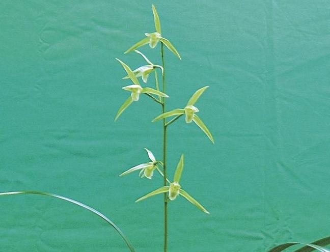 水辺で咲く薩摩寒蘭の花の写真