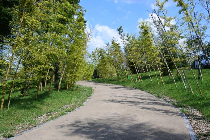 両サイドに竹が植栽されている遊歩道の写真