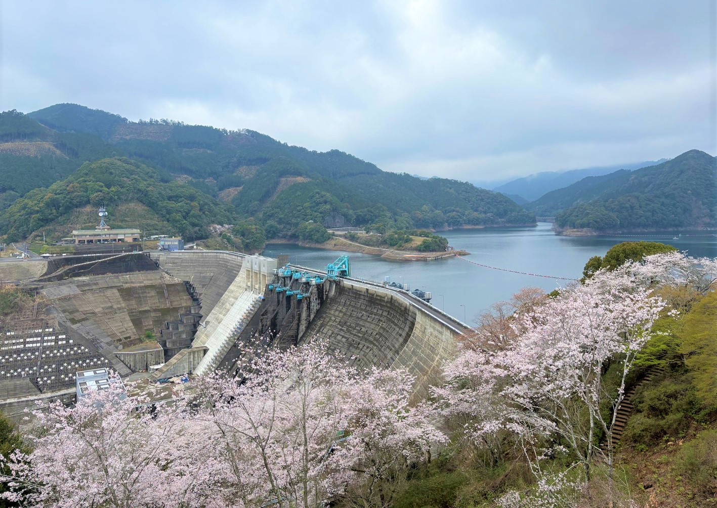 鶴田ダムと桜