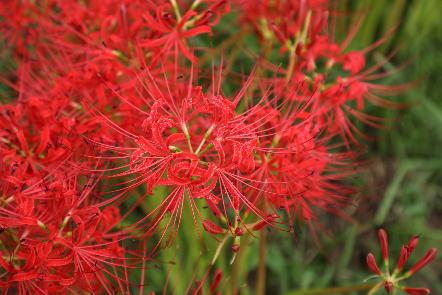 ひがん花20250926