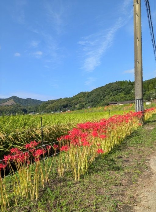 ひがん花20260915