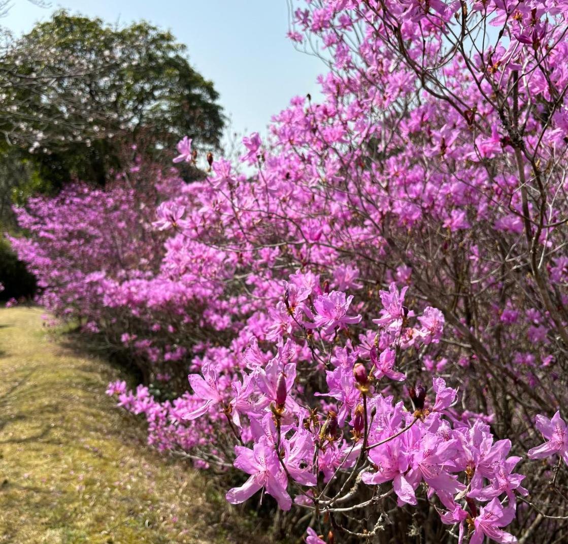イワツツジ20250325