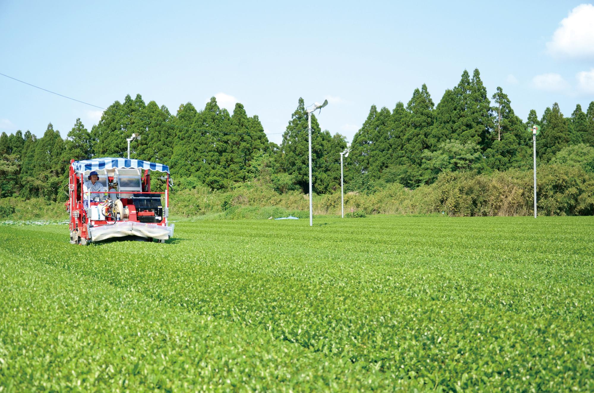 お茶