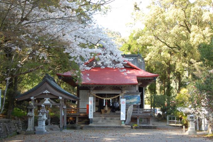 桜が咲いている奥に赤い屋根のやしろがある写真