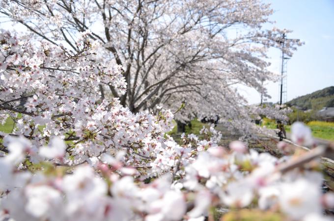 桜(ソメイヨシノ)のアップの写真