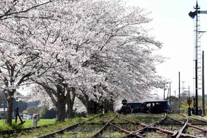 永野鉄道記念館の線路と桜(ソメイヨシノ)の写真