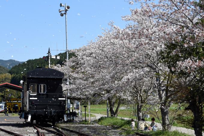 永野鉄道記念館に立つ桜(ソメイヨシノ)とピクニックをする3人の人々の写真