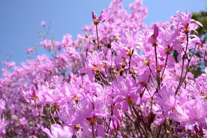 ピンク色のイワツツジの花の部分がたくさん映っている写真