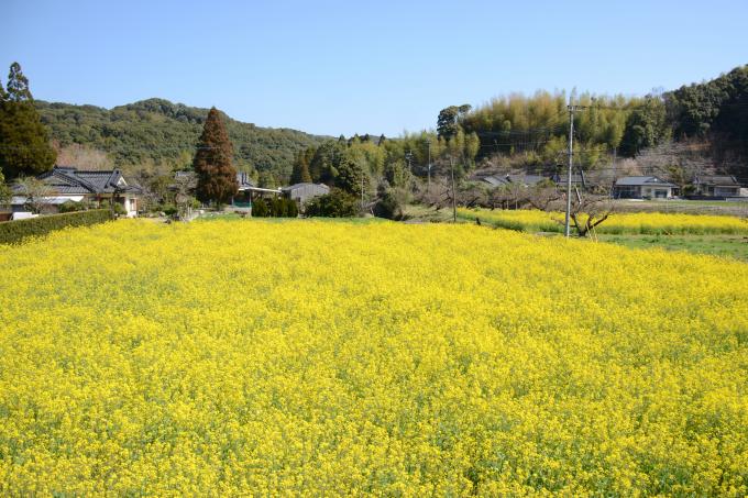 求名地区の養蜂場、一面に広がった菜の花畑の写真