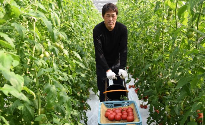 男性が収穫したトマトを入れたカゴを押している写真