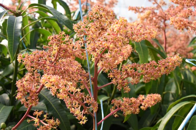 複数の枝にマンゴーの花が咲いている様子の写真