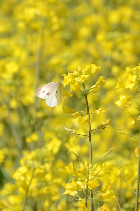 一輪の菜の花に蝶々が止まっている写真