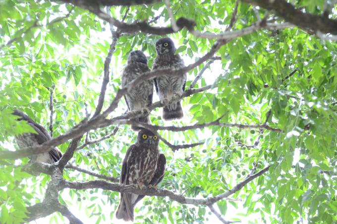 4羽のアオバズクが盈進小学校のセンダンの木に止まっている写真