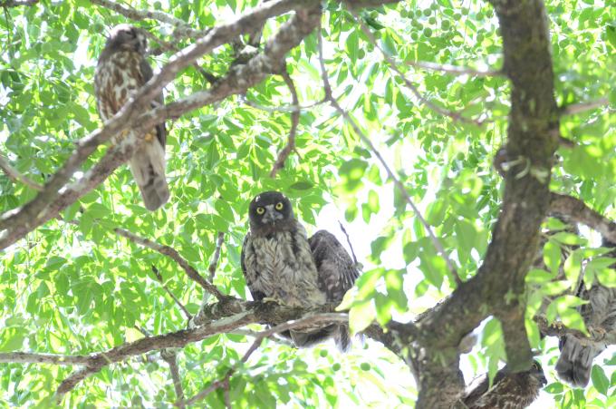 2羽のアオバズクが盈進小学校のセンダンの木に止まっている写真