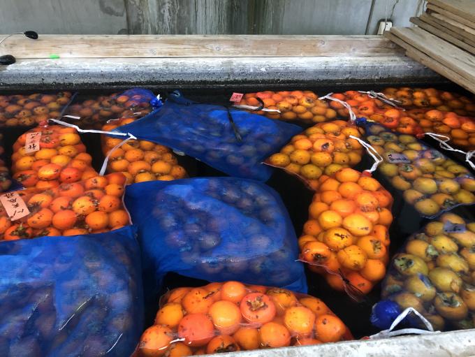 温泉に浸けられている、袋に入った柿の写真