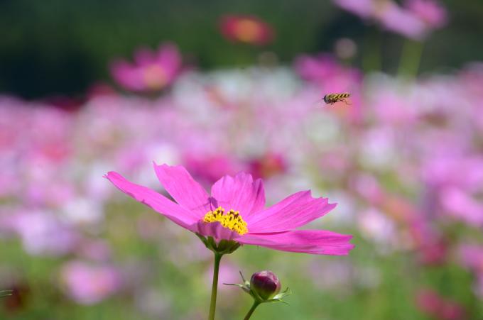 コスモスの花に蜂が近づいている写真