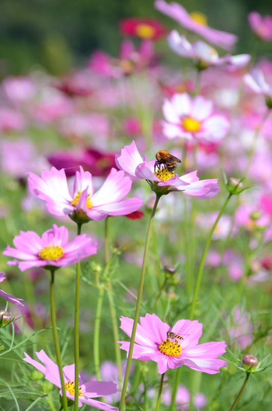 コスモスの花に蜂が止まっている写真