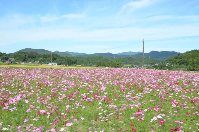 青空の下のコスモス畑の写真