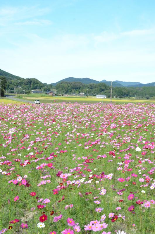 一面に咲いたコスモス畑から山を見た写真