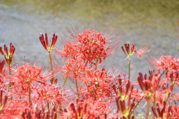 川のそばに咲く赤い彼岸花の写真