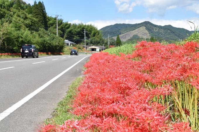 自動車の走る道端に咲く赤い彼岸花の写真