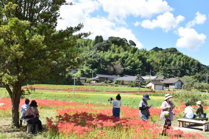 彼岸花の咲いている田園風景を撮影する人たちの写真