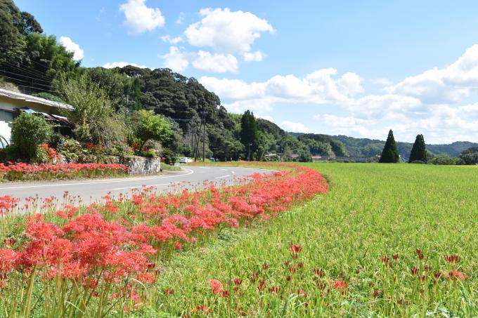道端に咲く彼岸花と田園風景の写真