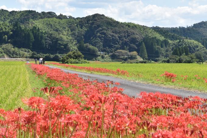 道端に咲く彼岸花と田園風景の写真