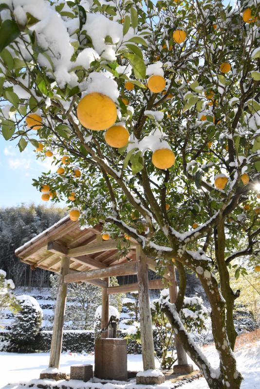 雪をかぶったゆずの実がなった木の写真