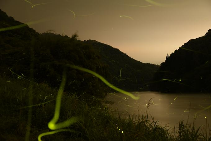 日が沈み薄暗くなった川の近くを飛ぶホタルの光をとらえた写真
