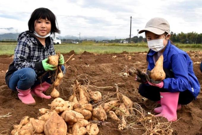 しゃがんで芋を手に持ってみせる小学生の写真