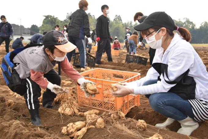 収穫した芋をきれいにしてカゴに入れる子供と女性の写真