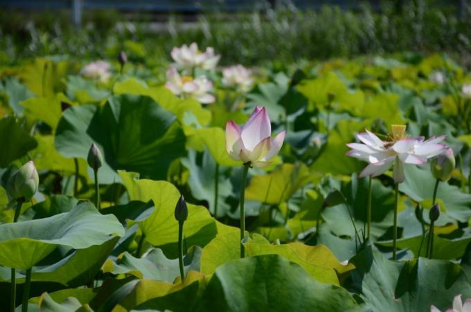 緑の茎の上に花を咲かせたハスの写真
