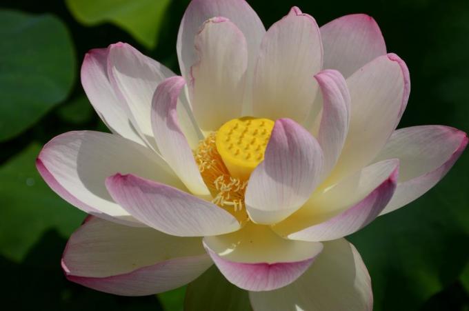 大きく開いたハスの花の拡大写真