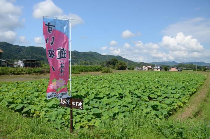 立てられたのぼりとハス池の全景写真