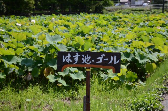 「はす池・ゴール」と書かれた案内看板の写真