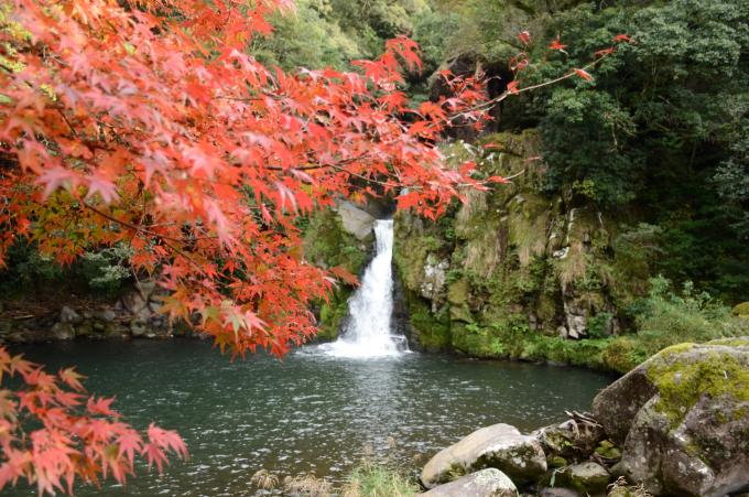 紅葉した木の後ろに観音滝を見た写真