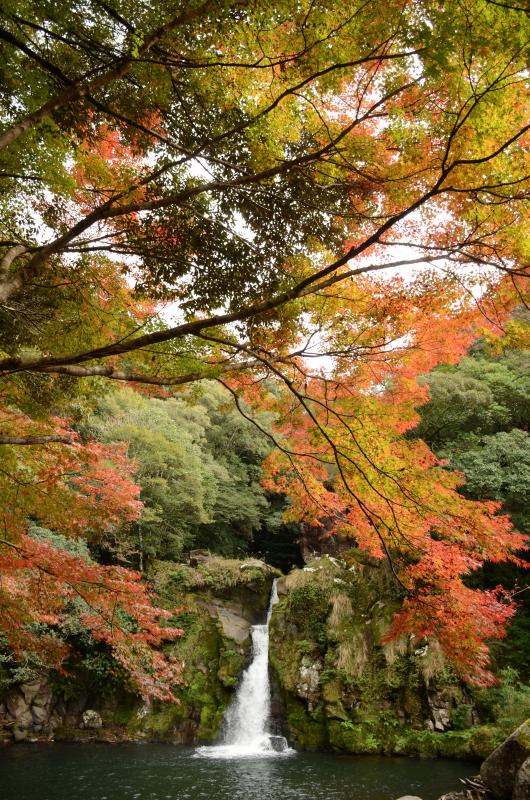 紅葉した木の下に観音滝を見た写真