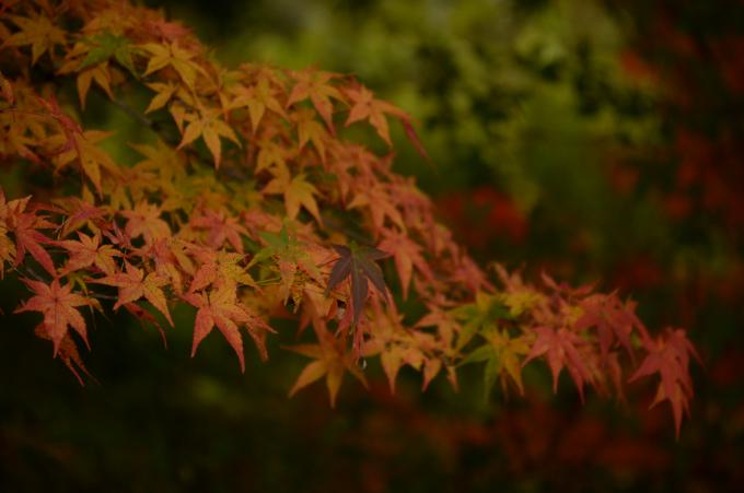 紅葉した枝の葉の写真