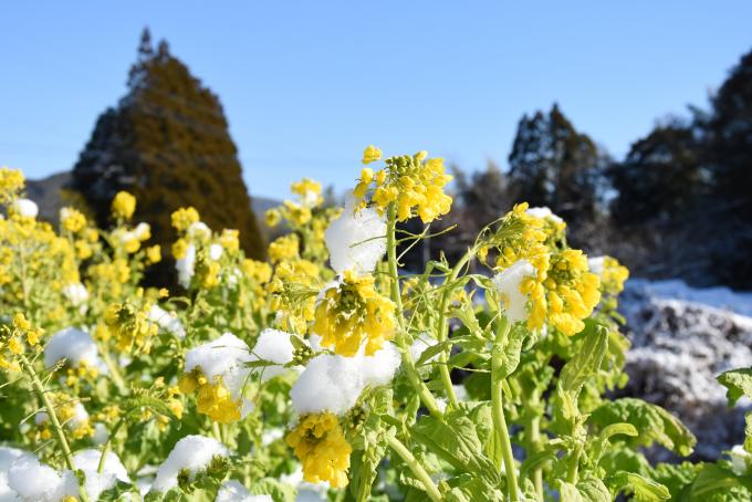 雪をかぶった菜の花の写真