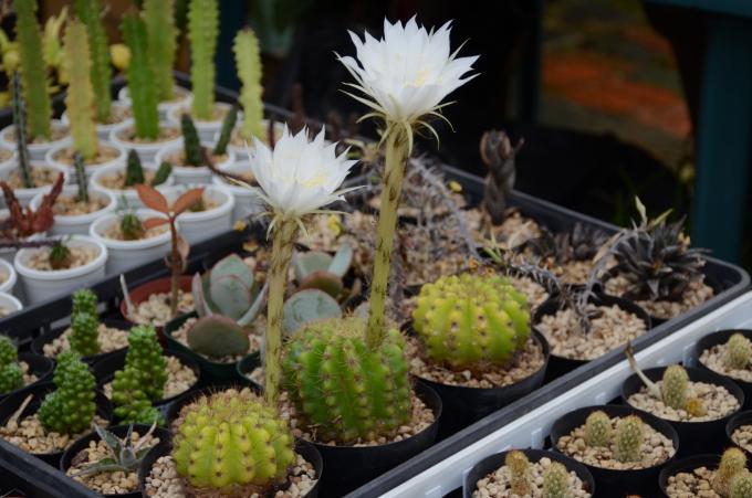 鉢植えのサボテンに白い花が咲いている写真