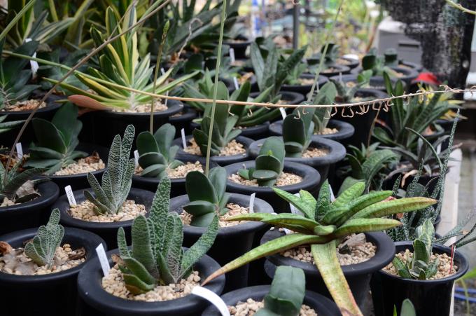 鉢植えの多肉植物が並んでいる写真