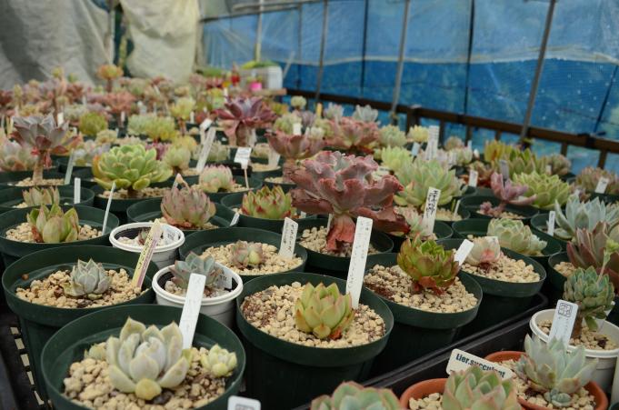 鉢植えの小さな多肉植物が並んでいる写真