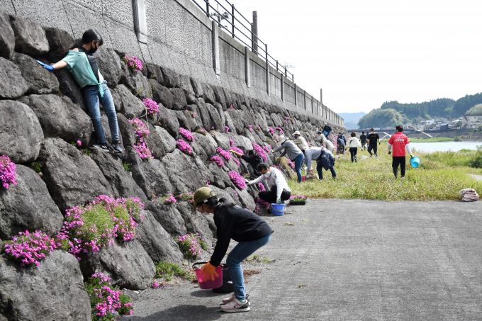 岩に芝桜の植栽をしている参加者の写真