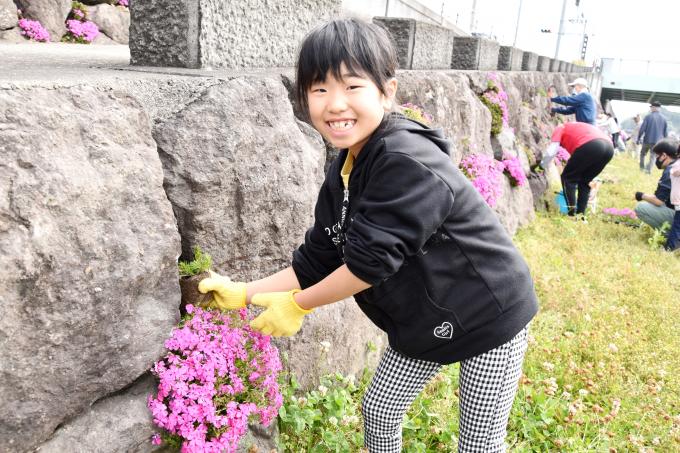 岩に植栽した芝桜を見せて笑う子供の写真