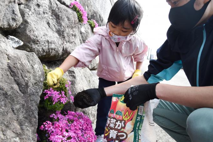岩の隙間の芝桜を触る女の子の写真